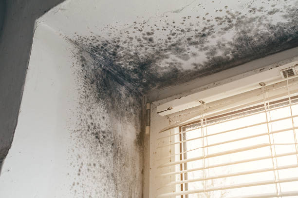 Affordable Black Mold Removal solutions in Sharpsburg, MD